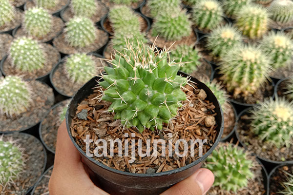 https://wa.link/i93i6r