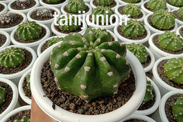 https://wa.link/i93i6r